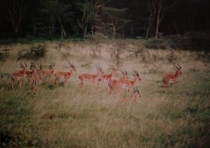 Samenwerken-impala's communicatie en samenwerking