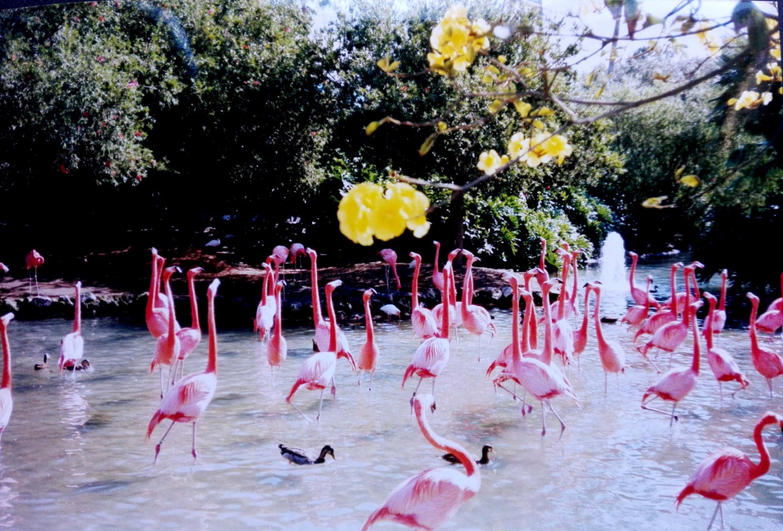 Samenwerken-flamingo's betere communicatie en samenwerking